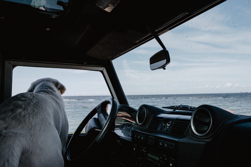 Ein Hund im Auto mit Blick aufs Meer 
